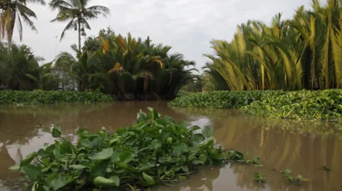 Jungle Delta Stock Footage 32274541