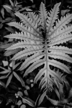 Jungle Dew Stock Photos