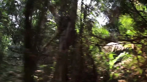 Jungle drive Stock Footage 37345916