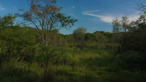 Jungle by drone. Stock Footage 130834809