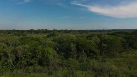 Jungle by drone. Stock Footage 130834926