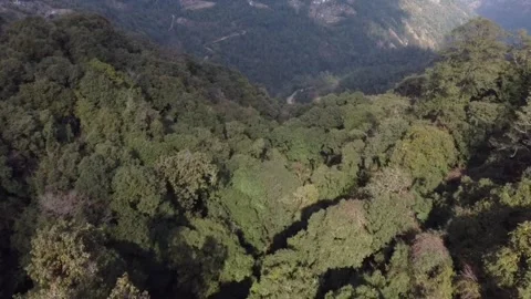 Jungle drone shot Video stock 268002377