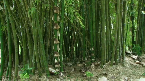 Jungle Exteriors / Textures/ Elements - 01 Stock Footage 621975