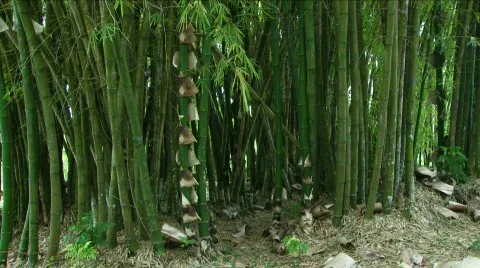 Jungle Exteriors / Textures/ Elements - 02 Stock Footage 621978
