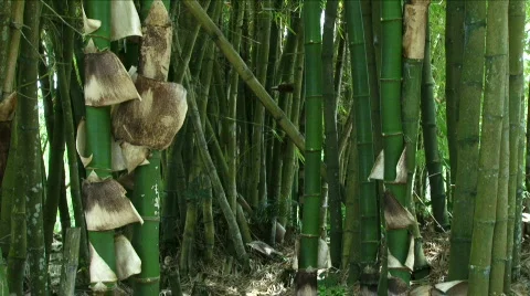 Jungle Exteriors / Textures/ Elements - 03 Stock Footage 621980