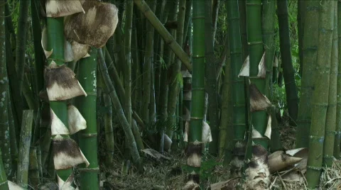 Jungle Exteriors / Textures/ Elements - 04 Stock Footage 621983