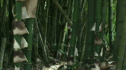 Jungle Exteriors / Textures/ Elements - 05 Stock Footage 621984