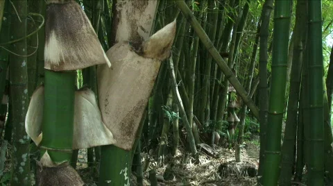 Jungle Exteriors / Textures/ Elements - 07 Stock Footage 621991