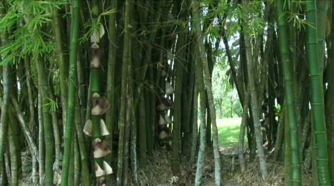 Jungle Exteriors / Textures/ Elements - 08 Stock Footage 621997