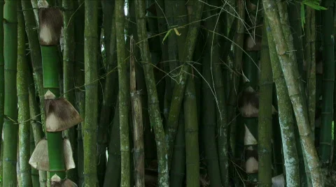 Jungle Exteriors / Textures/ Elements - 09 Stock Footage 621999