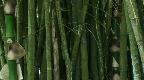 Jungle Exteriors / Textures/ Elements - 10 Stock Footage 622003