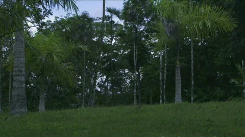 Jungle Exteriors / Textures/ Elements - 11 Stock Footage 622005