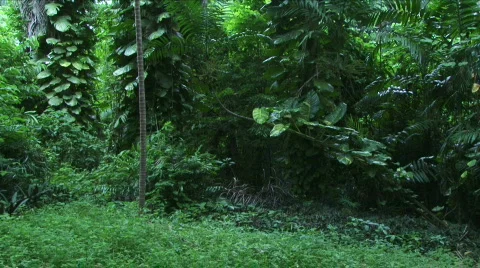 Jungle Exteriors / Textures/ Elements - 12 Stock Footage 622011