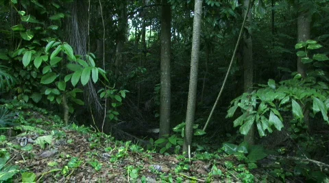 Jungle Exteriors / Textures/ Elements - 13 Stock Footage 622012