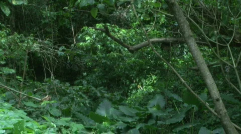 Jungle Exteriors / Textures/ Elements - 14 Stock Footage 622016