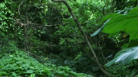 Jungle Exteriors / Textures/ Elements - 15 Stock Footage 622020