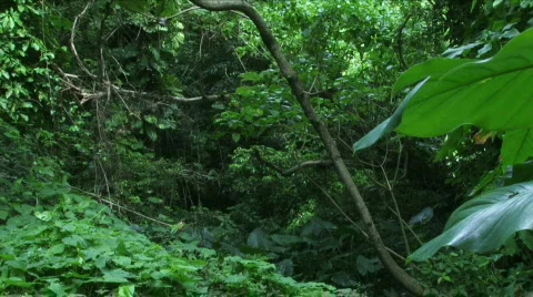Jungle Exteriors / Textures/ Elements - 16 Stock Footage 622024