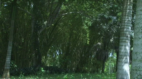 Jungle Exteriors / Textures/ Elements - 17 Stock Footage