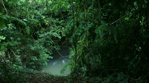Jungle Exteriors / Textures/ Elements - 18 Stock Footage 622038