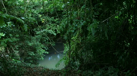 Jungle Exteriors / Textures/ Elements - 19 Stock Footage 622043