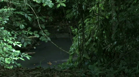 Jungle Exteriors / Textures/ Elements - 20 Stock Footage 622044