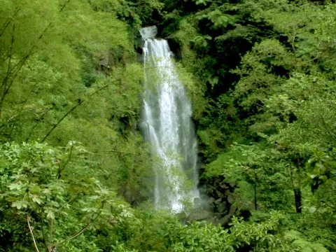 Jungle Falls Stock Footage 490073