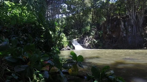 Jungle Falls 動画素材 97417850