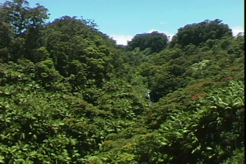 Jungle Falls-pan Stock-Footage 818259