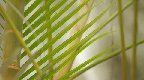 Jungle Feeling Stock Footage 799576