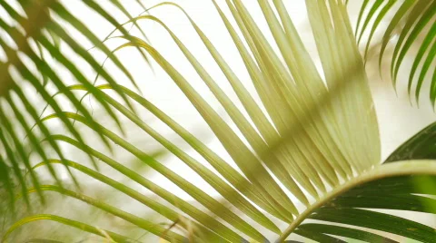 Jungle Feeling Stock-Footage 805570