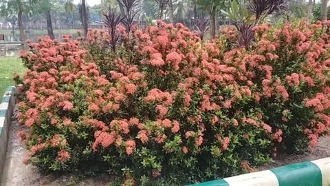 The Jungle Flame Stock Footage 278226658