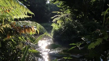 Jungle with Flamingos Stock Footage 85568015