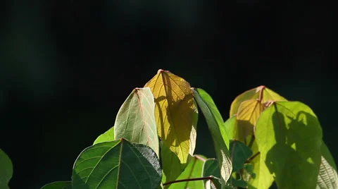 Jungle Flora 1 Stock Footage 38524030
