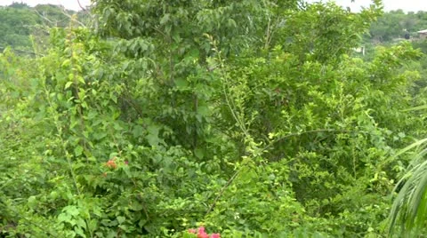 Jungle Flora Stock Footage 22157999