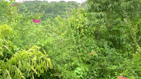 Jungle Flora Stock Footage 22158017