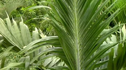 Jungle Flora Stock Footage 22158025