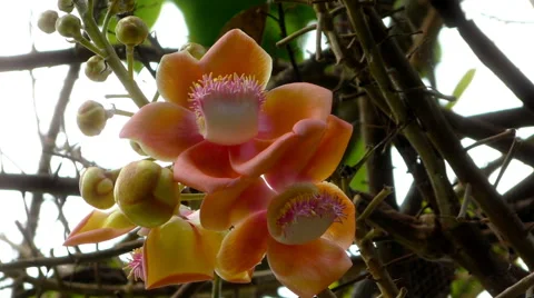 Jungle Flower Stock-Footage 66559310