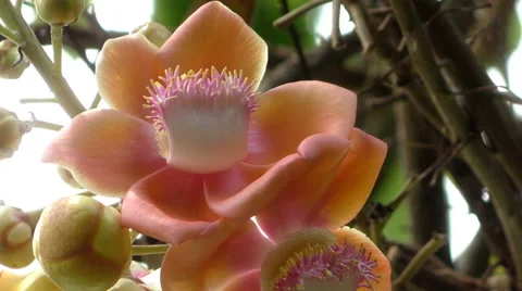 Jungle Flower Stock Footage 66578683