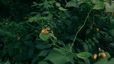 Jungle Flower Stock Footage