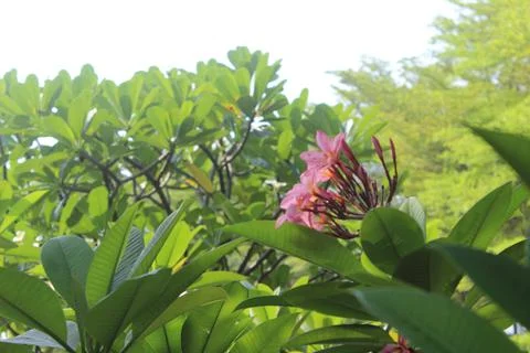 Jungle Flower Stock-Fotos