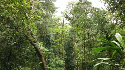 Jungle fly through Stock Footage 170712385