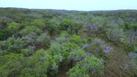 Jungle, flying over the trees Stock Footage 220310652