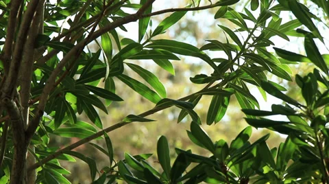 Jungle Foliage 1 Stock Footage 30599019