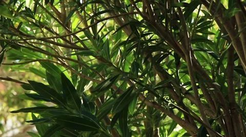 Jungle Foliage 2 Stock Footage 30599518