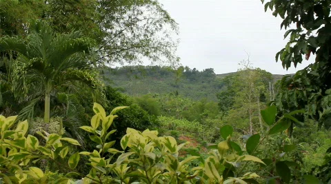 Jungle Stock Footage 718487