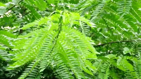 Jungle Stock Footage 7525701