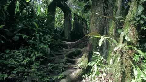 Jungle Stock Footage