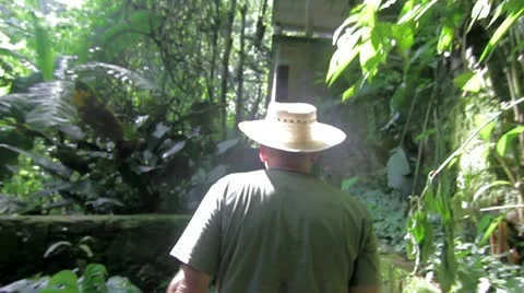 Jungle Stock Footage 8980331