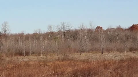 Jungle Vidéo 10561994