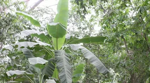 Jungle Stock Footage 11631307